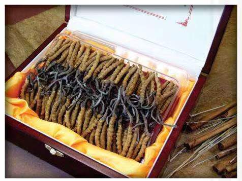 塔洋镇冬虫夏草回收